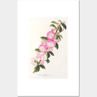 Flowering almond - Botanical Illustration Posters and Art